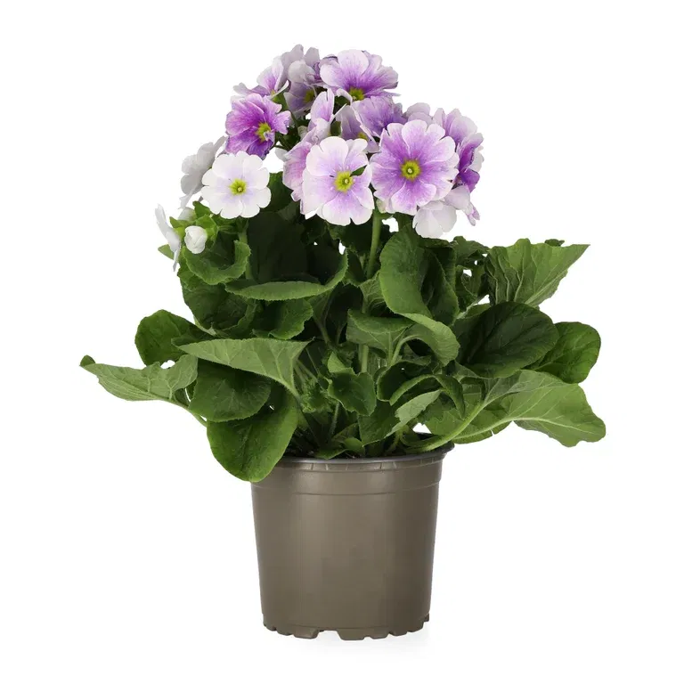 Fönsterviva 'Touch me'