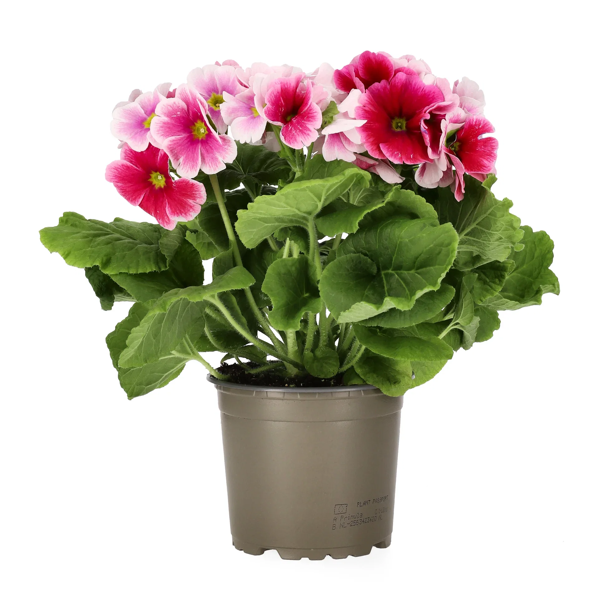 Fönsterviva 'Touch me'