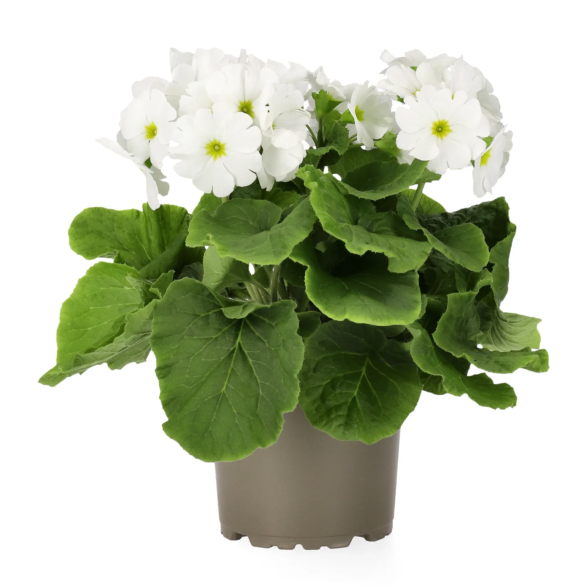 Fönsterviva 'Touch me'