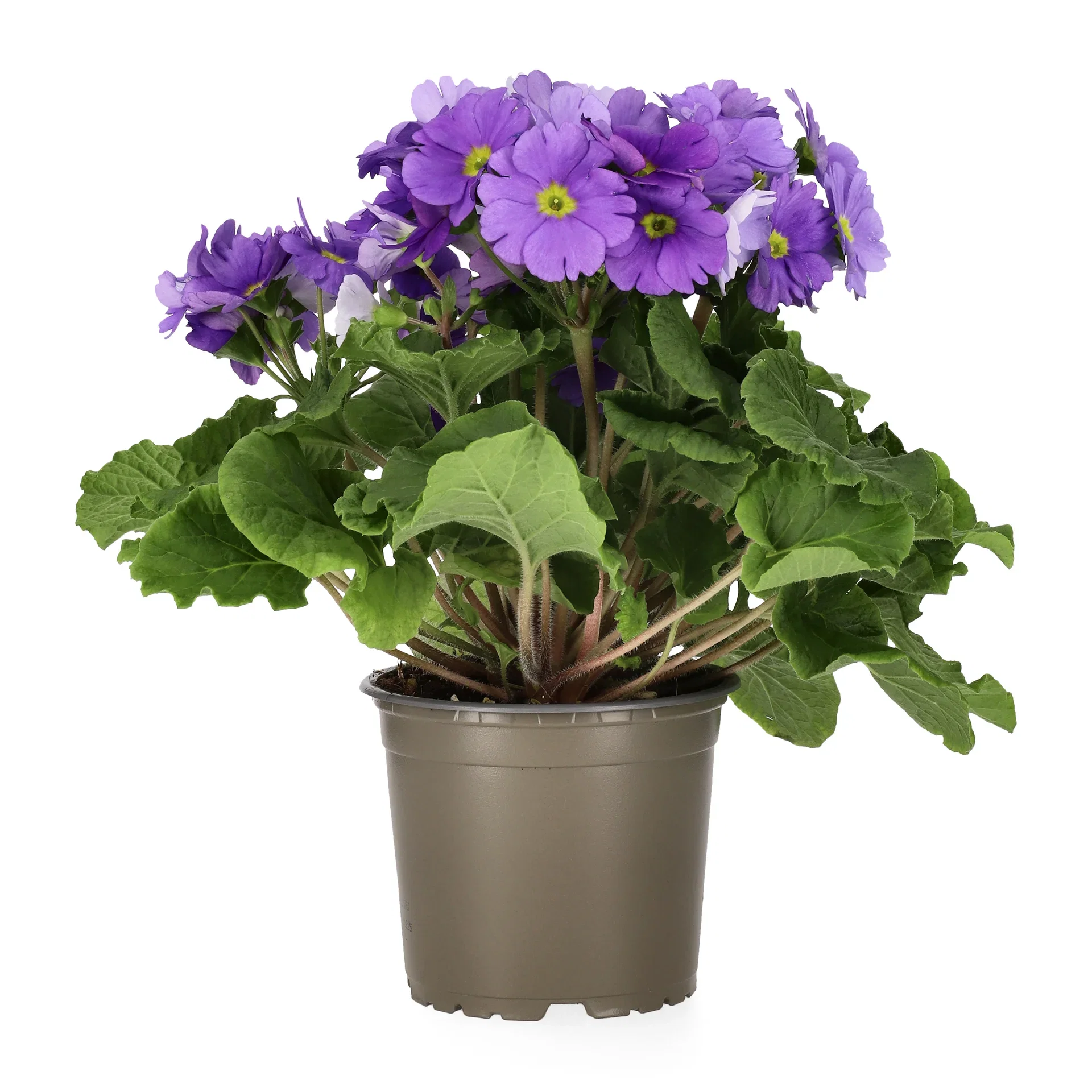 Fönsterviva 'Touch me'