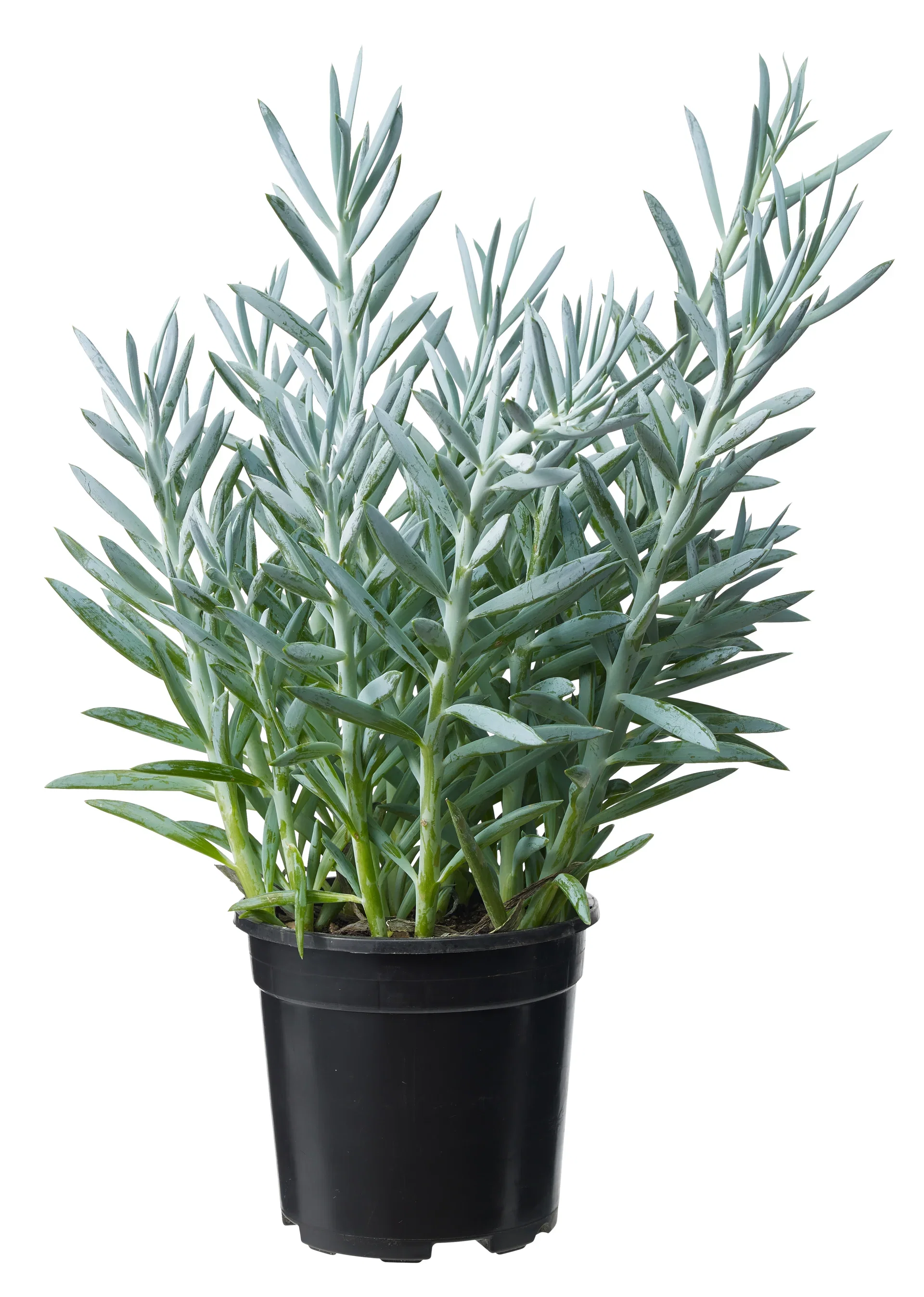 Puderfetstånds 'Mount Everest'