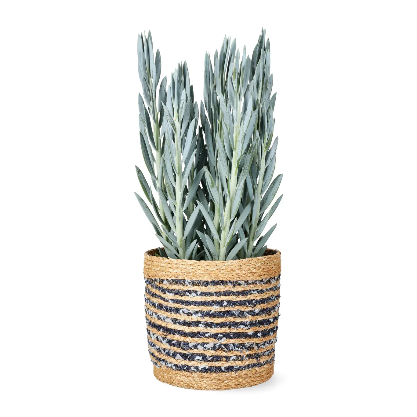 Puderfetstånds 'Mount Everest'