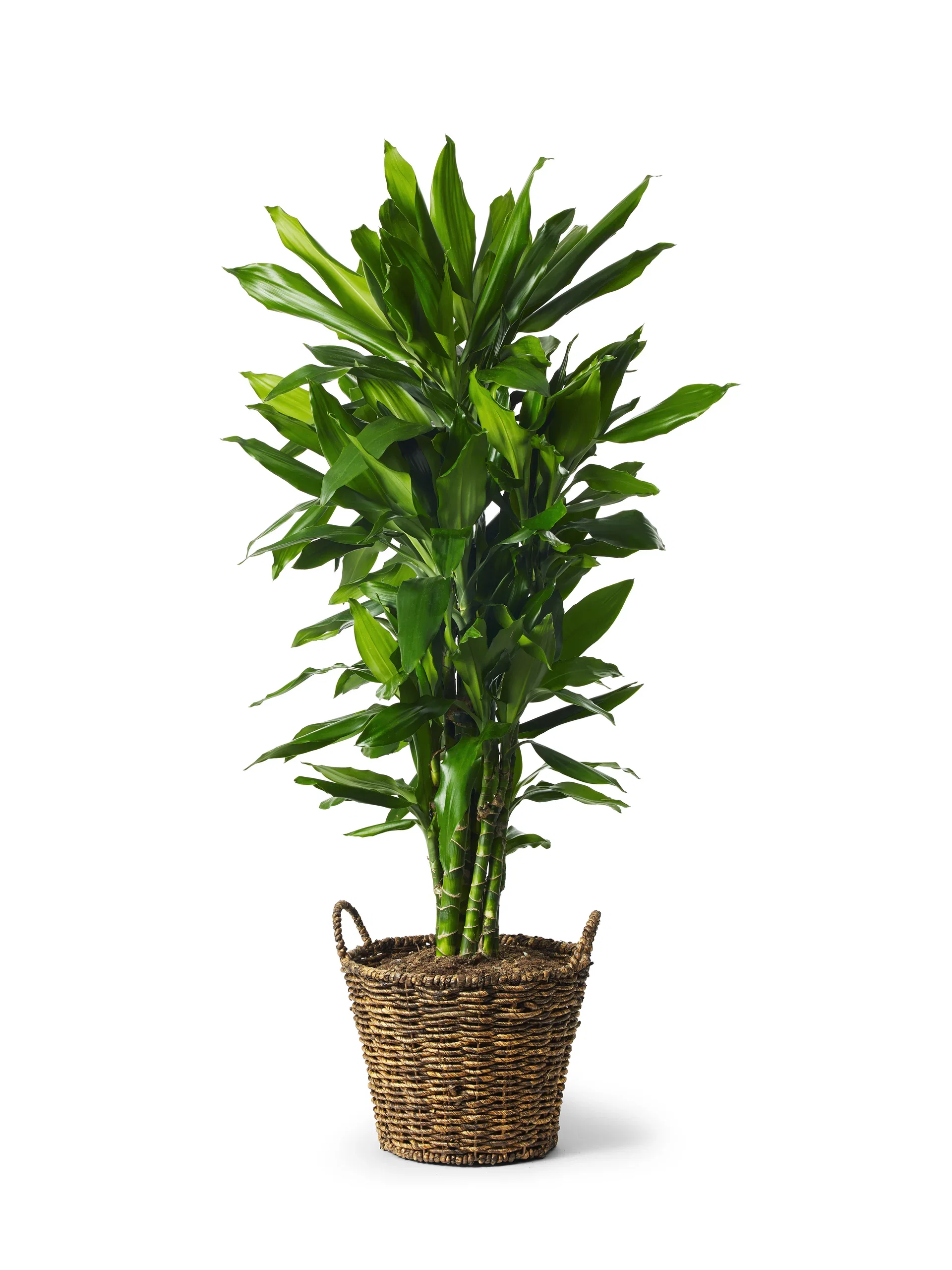 Banddracena 'Janet Lind'
