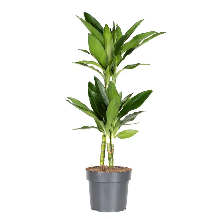 Banddracena 'Janet Lind'