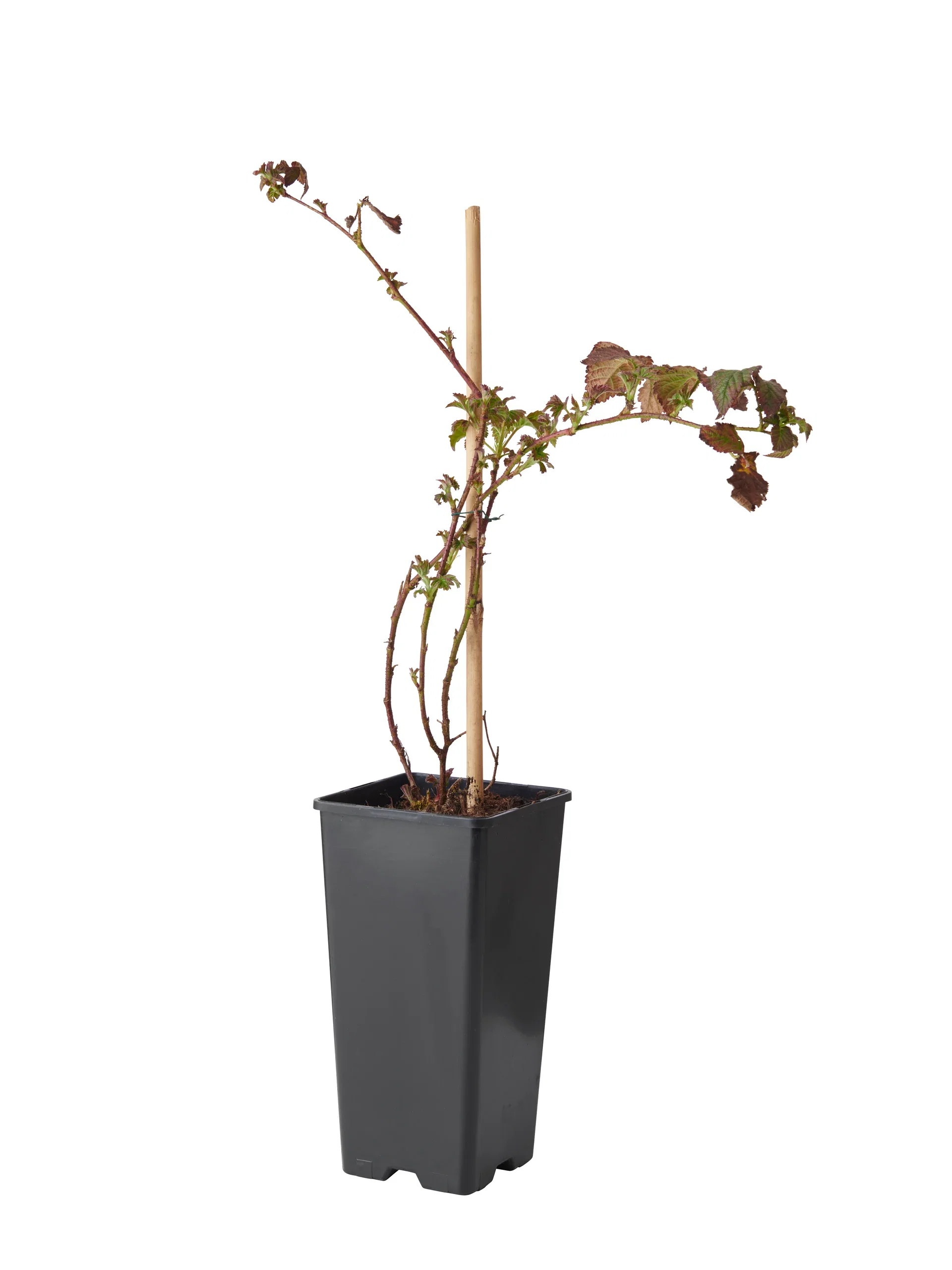 Björnbär 'Loch Tay', BIO