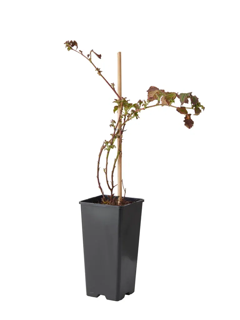 Björnbär 'Loch Tay', BIO