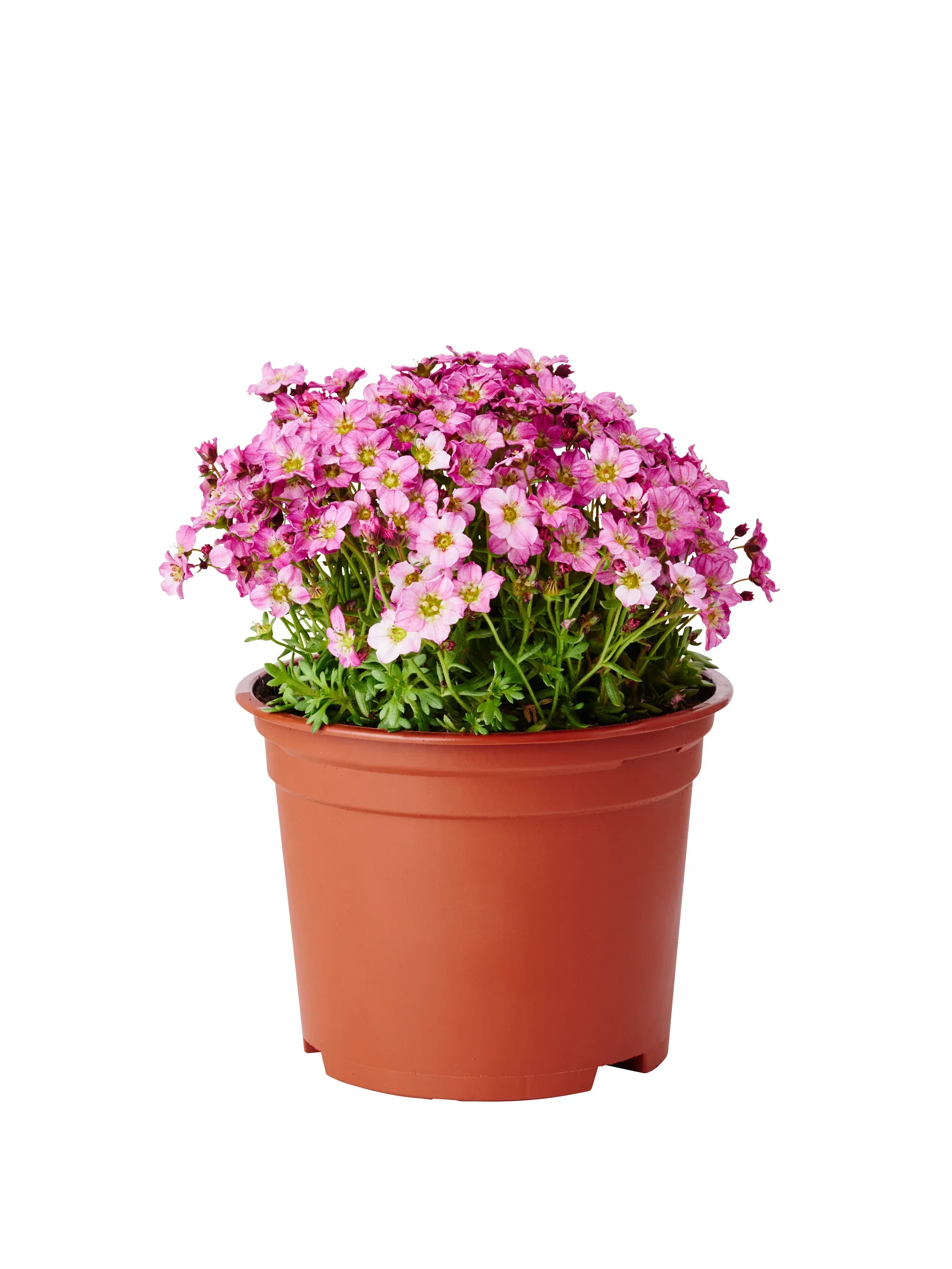 Rosenbräcka, olika sorter