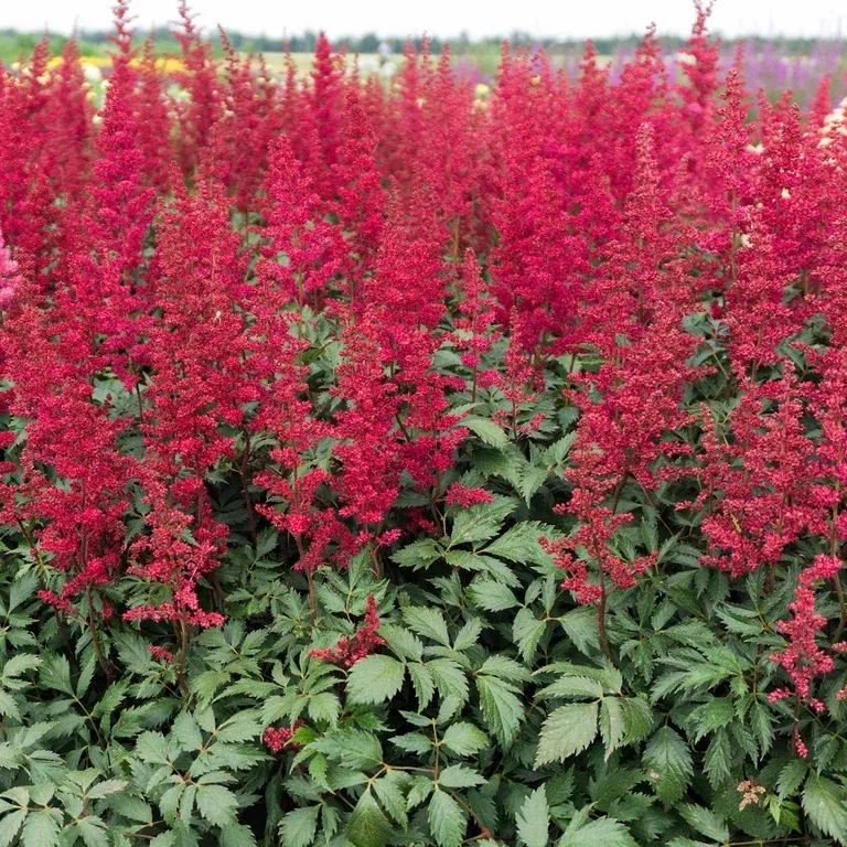 Astilbe 'Fanal'