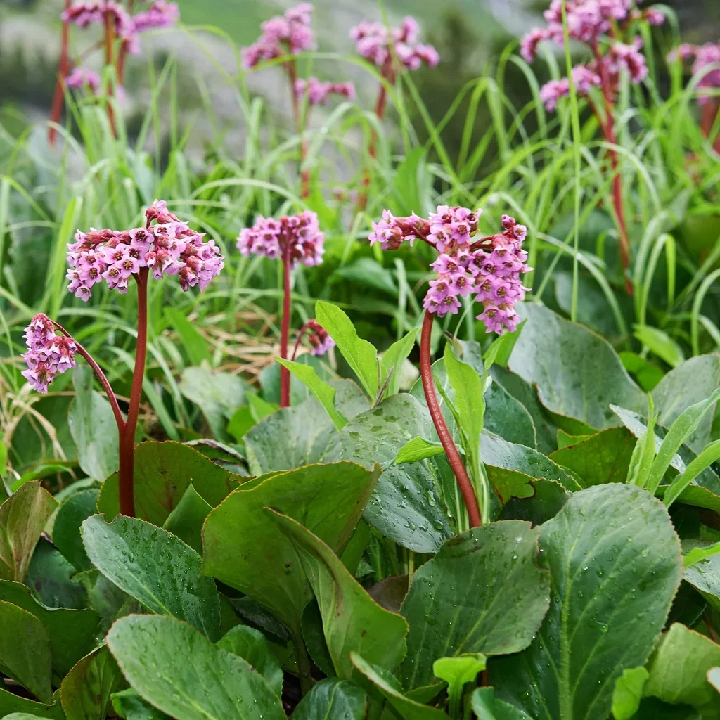 Hjärtbergenia
