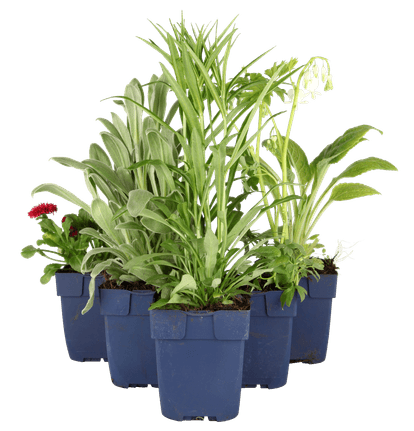 Perenner i pantbar kruka