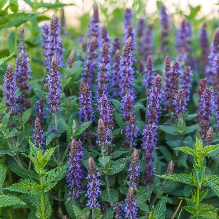 Stäppsalvia 'Ostfriesland'