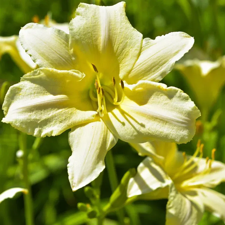 Daglilja 'Joan Senior'