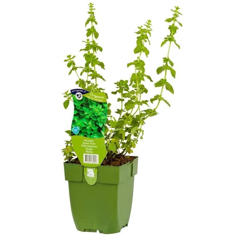 Oregano 'Hot and Spicy'