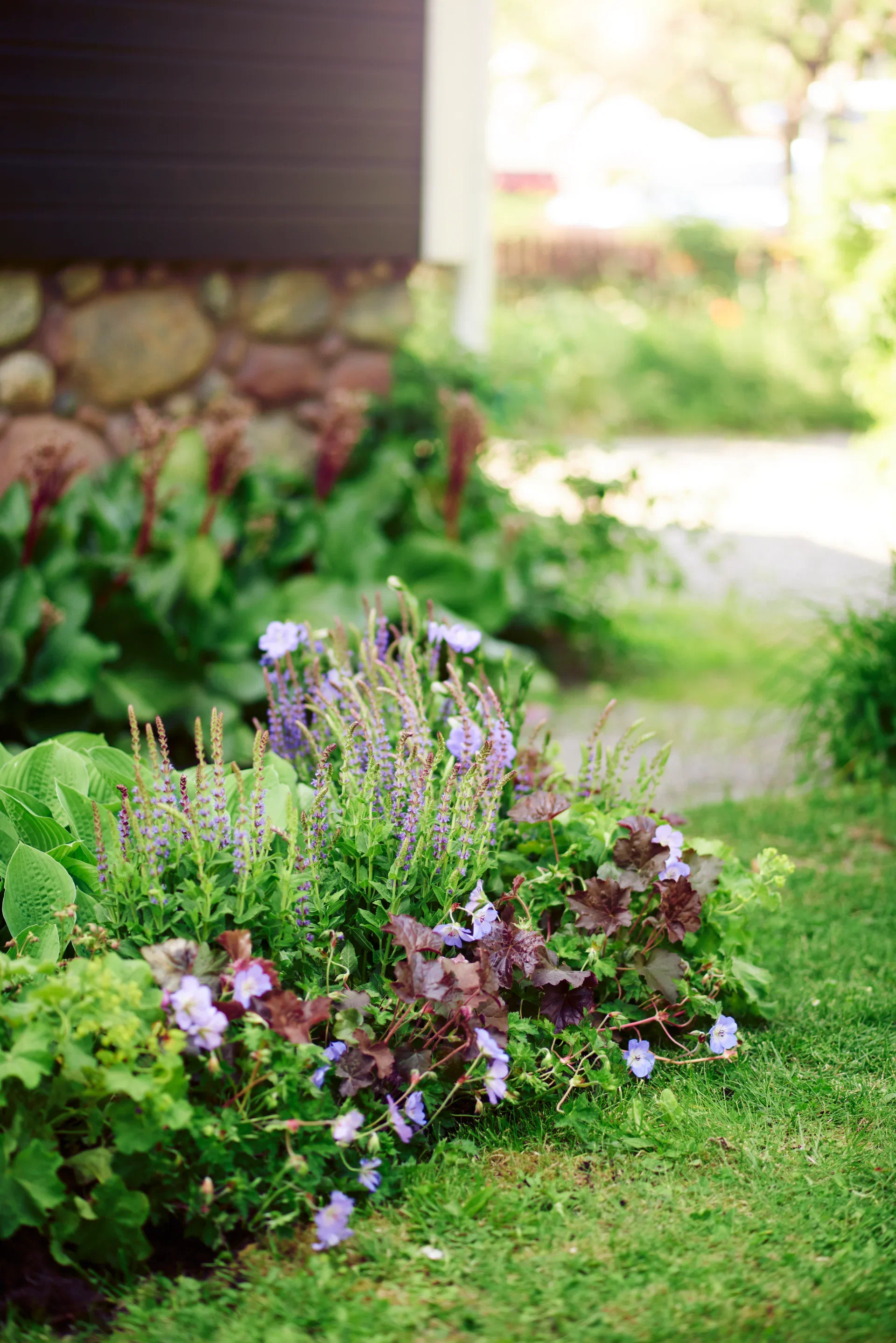 Trädgårdsnäva ROZANNE