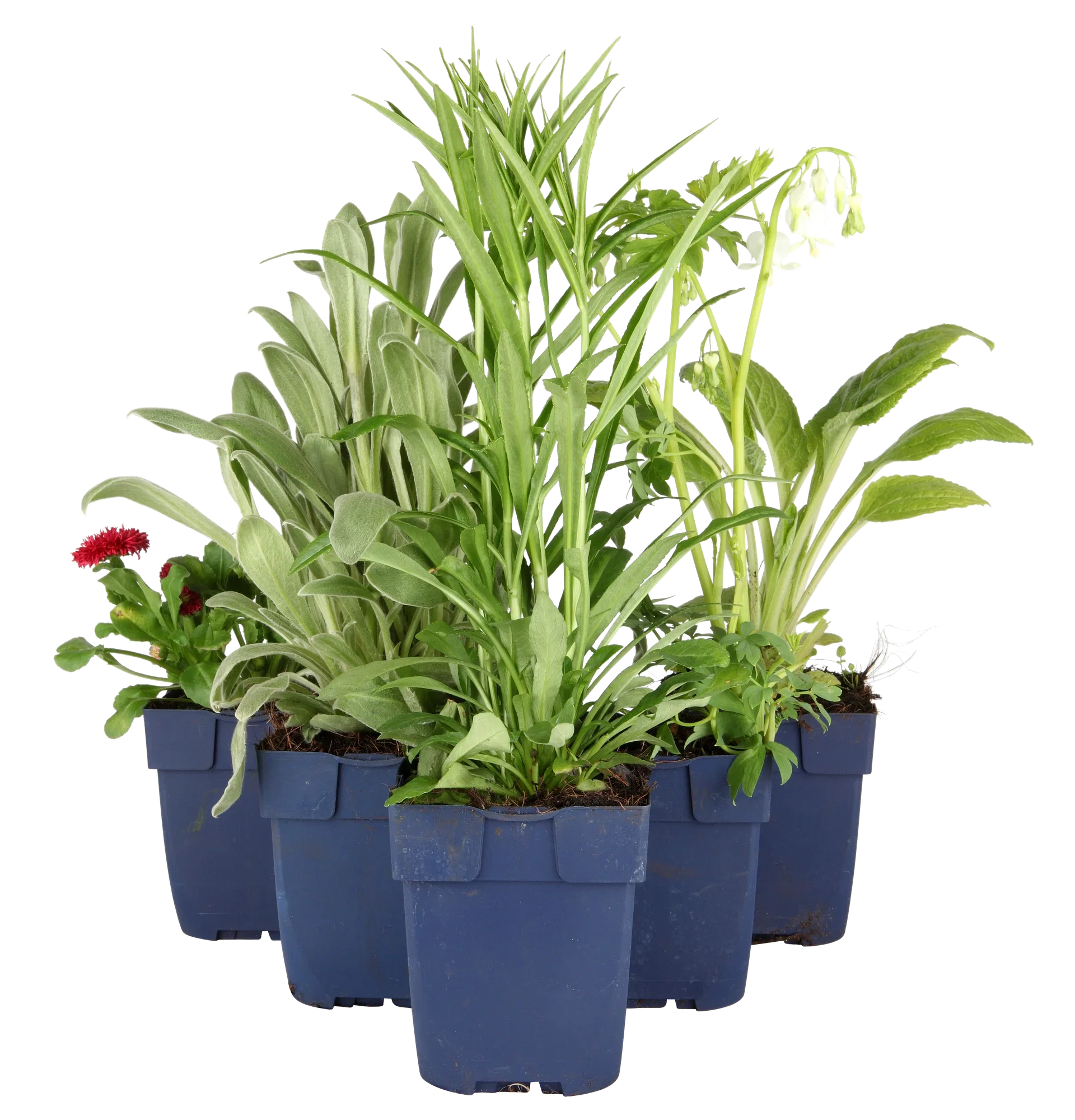 Vitpytta 'The Pearl'