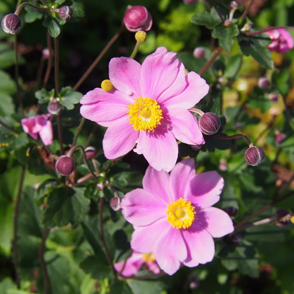 Stor höstanemon 'Königin Charlotte'
