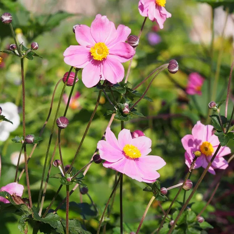 Stor höstanemon 'Königin Charlotte'