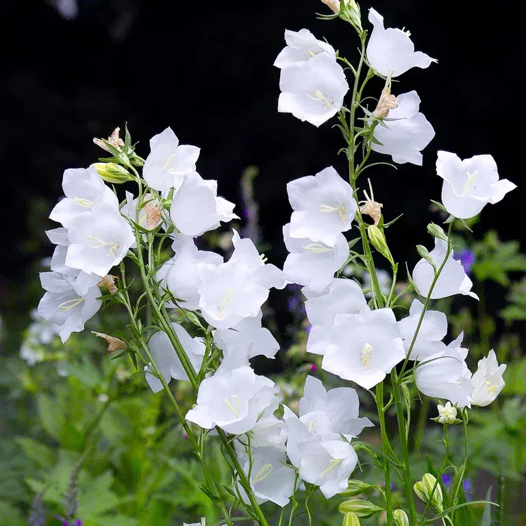 Stor blåklocka 'Alba'