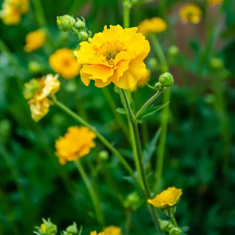 Praktnejlikrot 'Lady Stratheden'