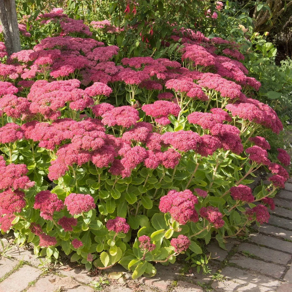 Kärleksört 'Herbstfreude'