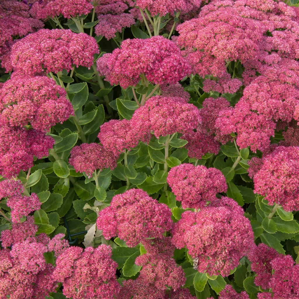 Kärleksört 'Herbstfreude'