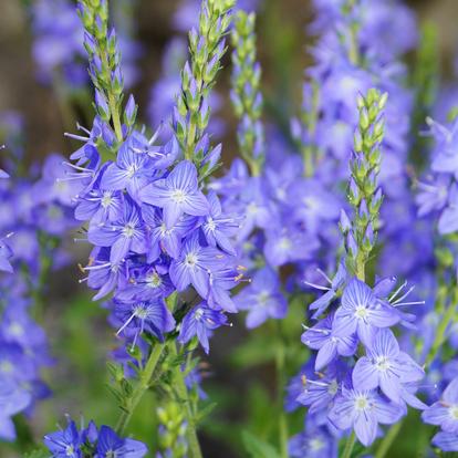 Solälskande perenner