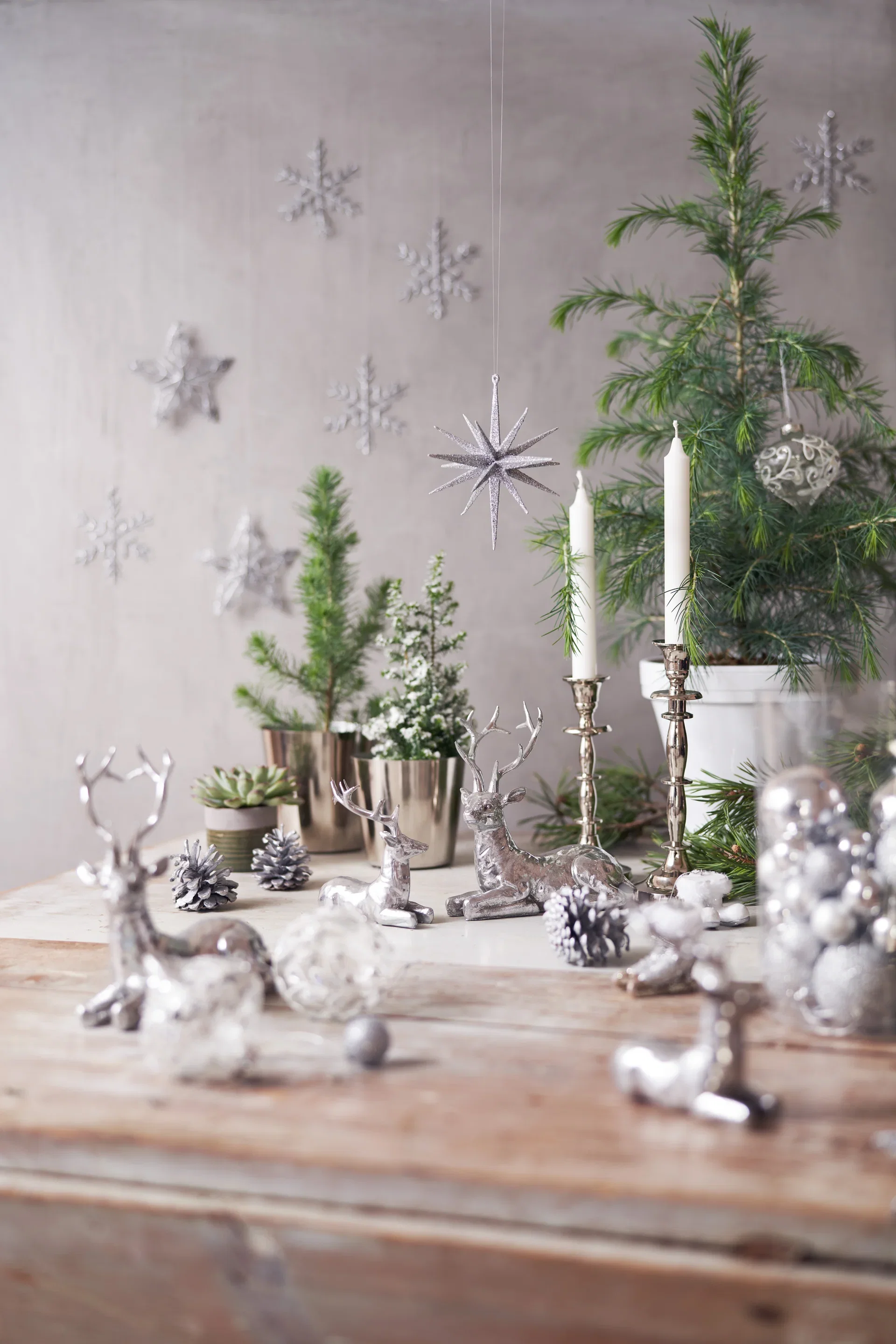 Tujacypress 'Top Point'