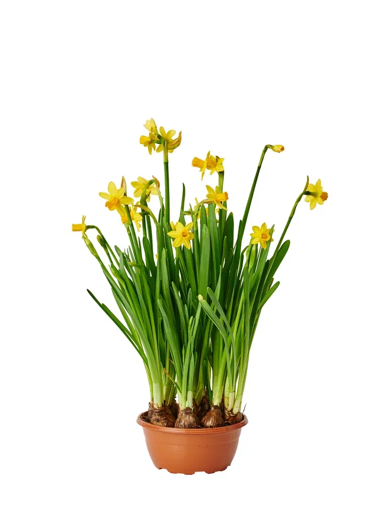 Minipåsklilja 'Tête-à-Tête'