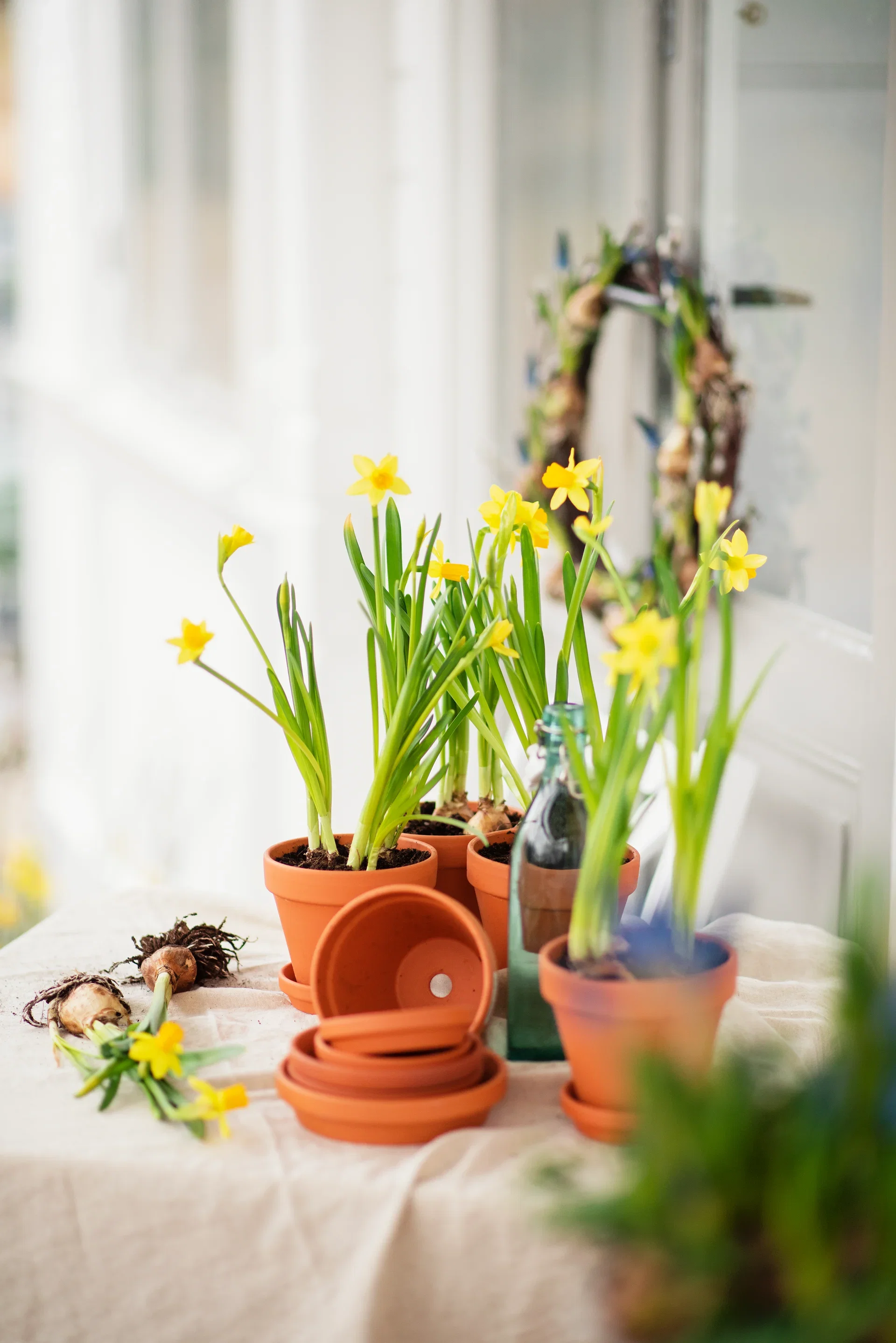 Minipåsklilja 'Tête-à-Tête'