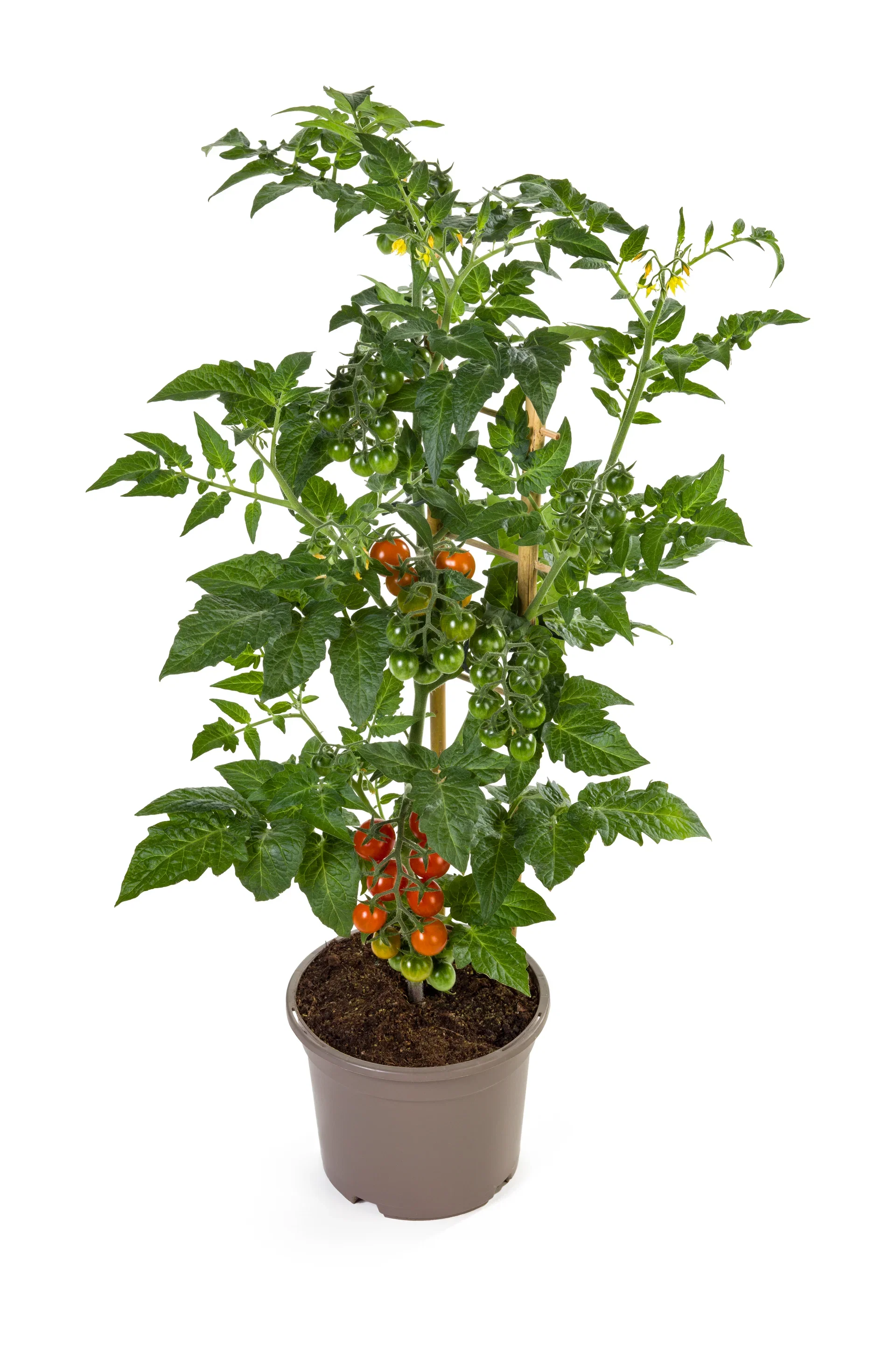 Körsbärstomat 'Candy Berry'