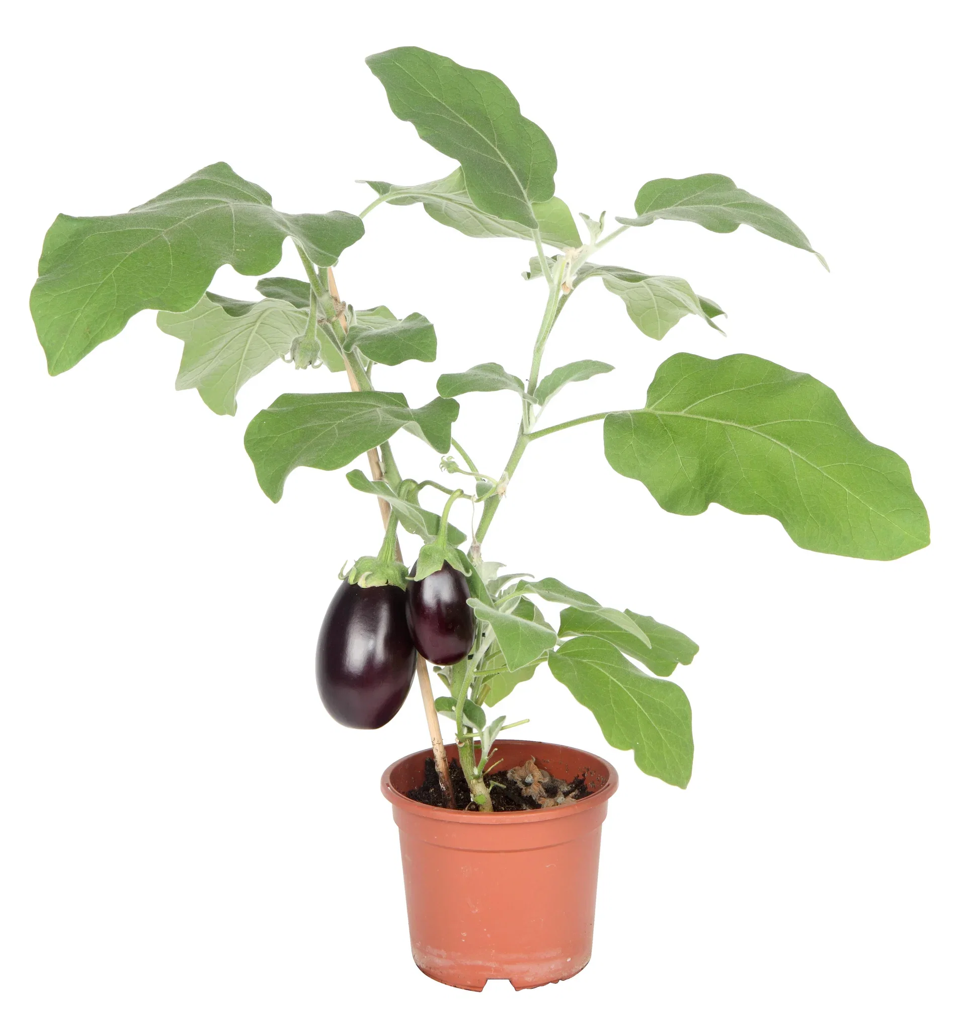 Aubergine