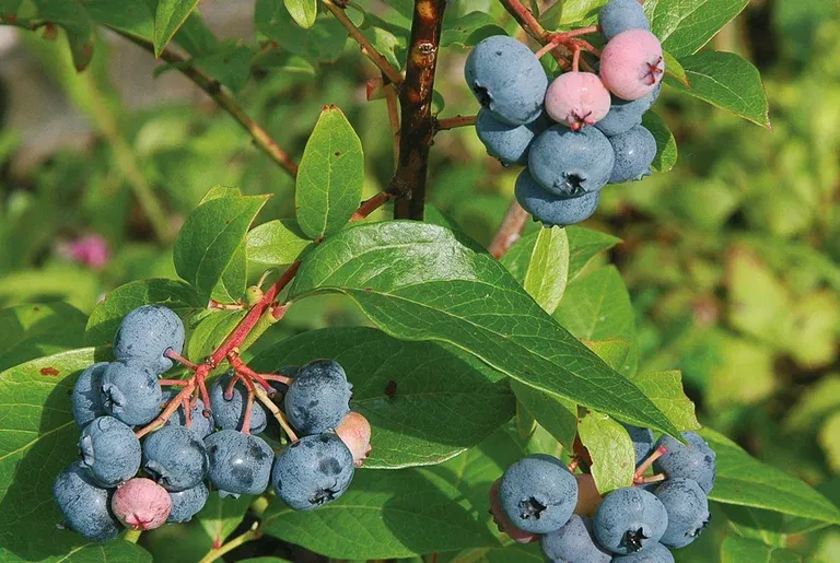 Amerikanskt blåbär 'Bluecrop'