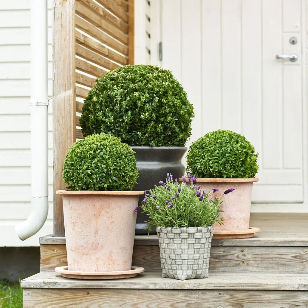 Buxbom 'Arborescens', boll