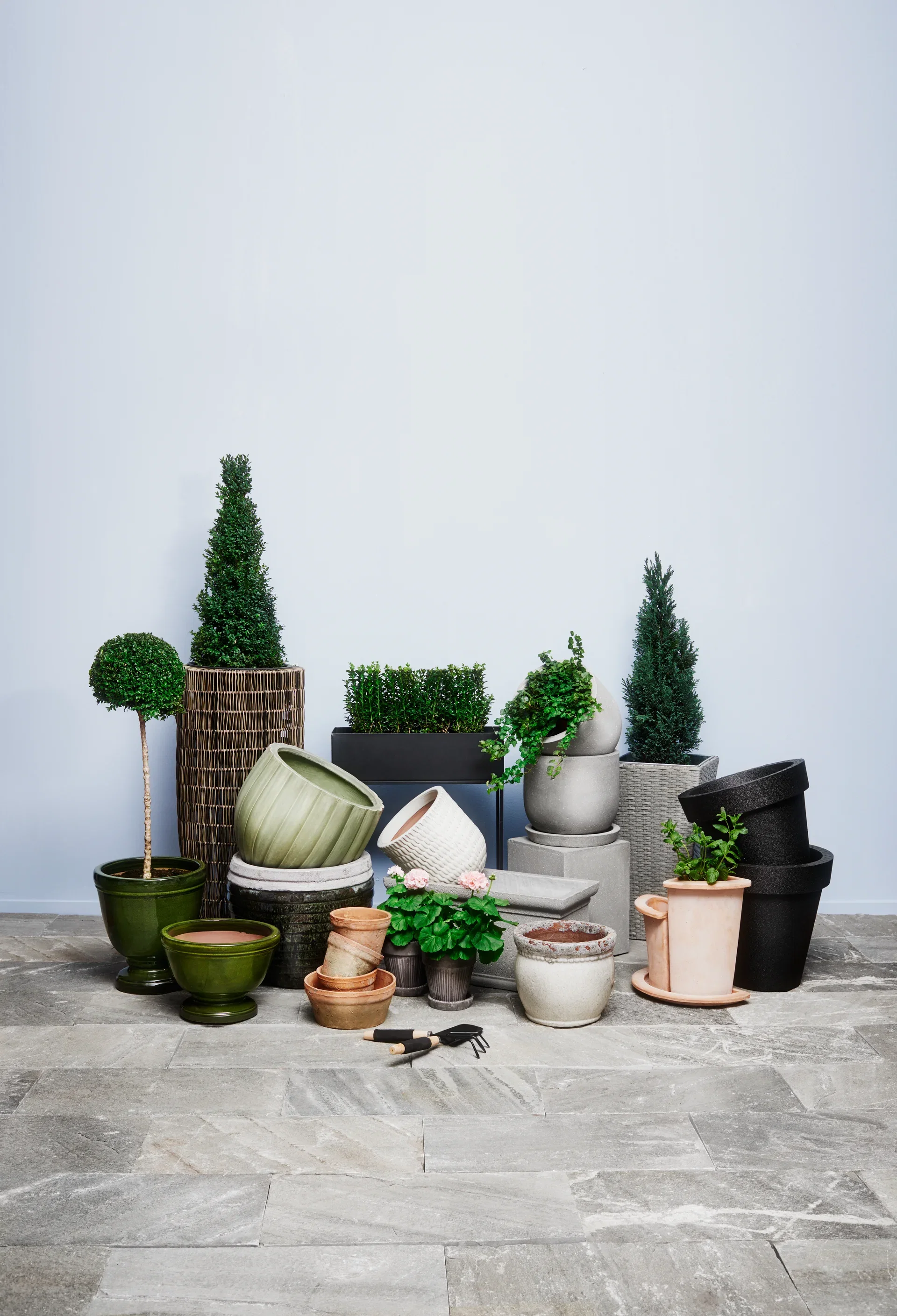 Buxbom 'Arborescens', pyramid