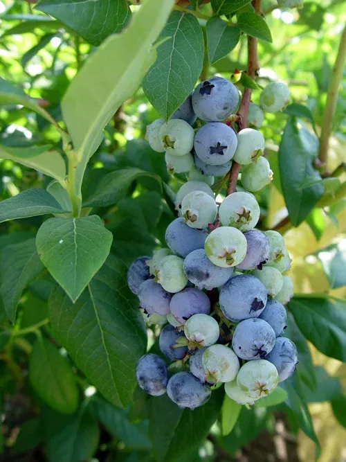 Amerikanskt blåbär 'Patriot'