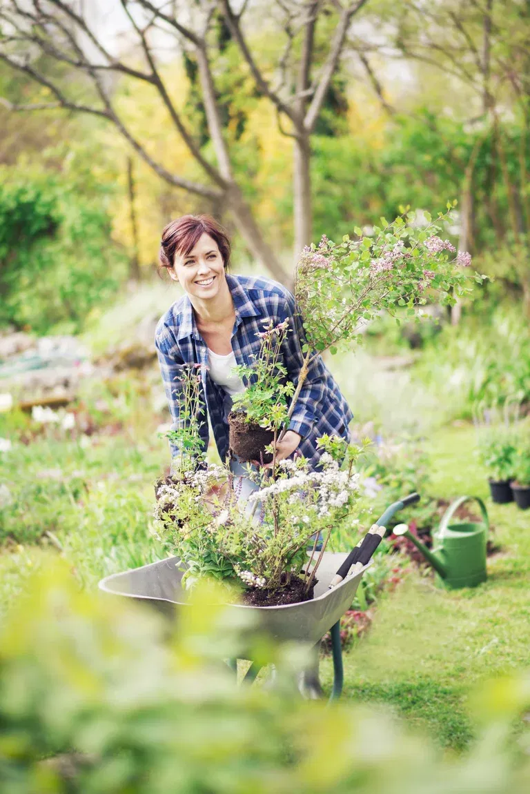Dvärgsyren 'Palibin' på stam