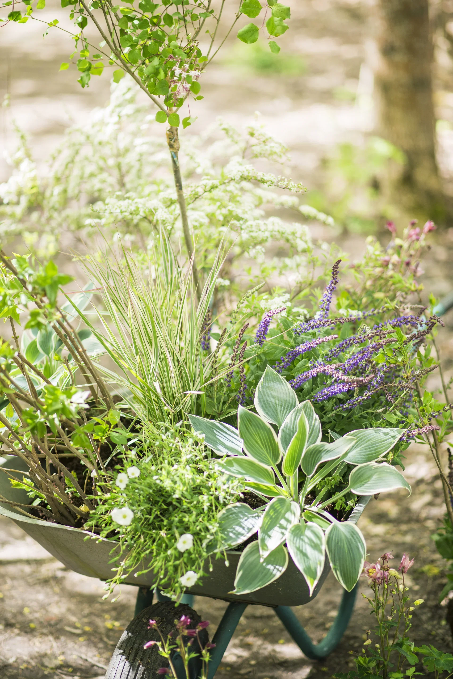 Dvärgsyren 'Palibin' på stam