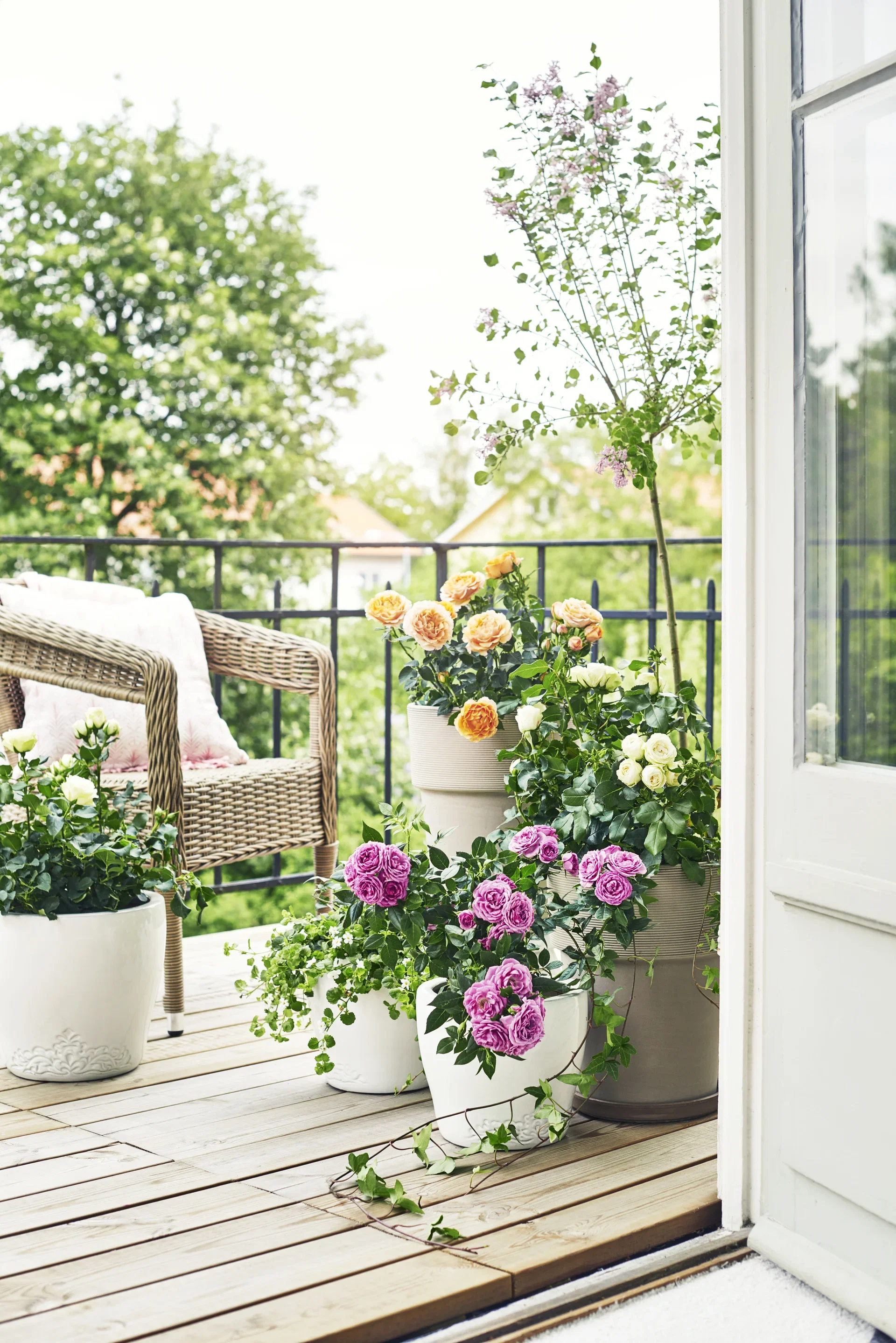 Dvärgsyren 'Palibin' på stam