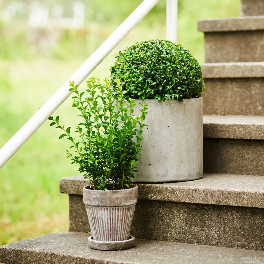 Buxbom 'Arborescens', boll
