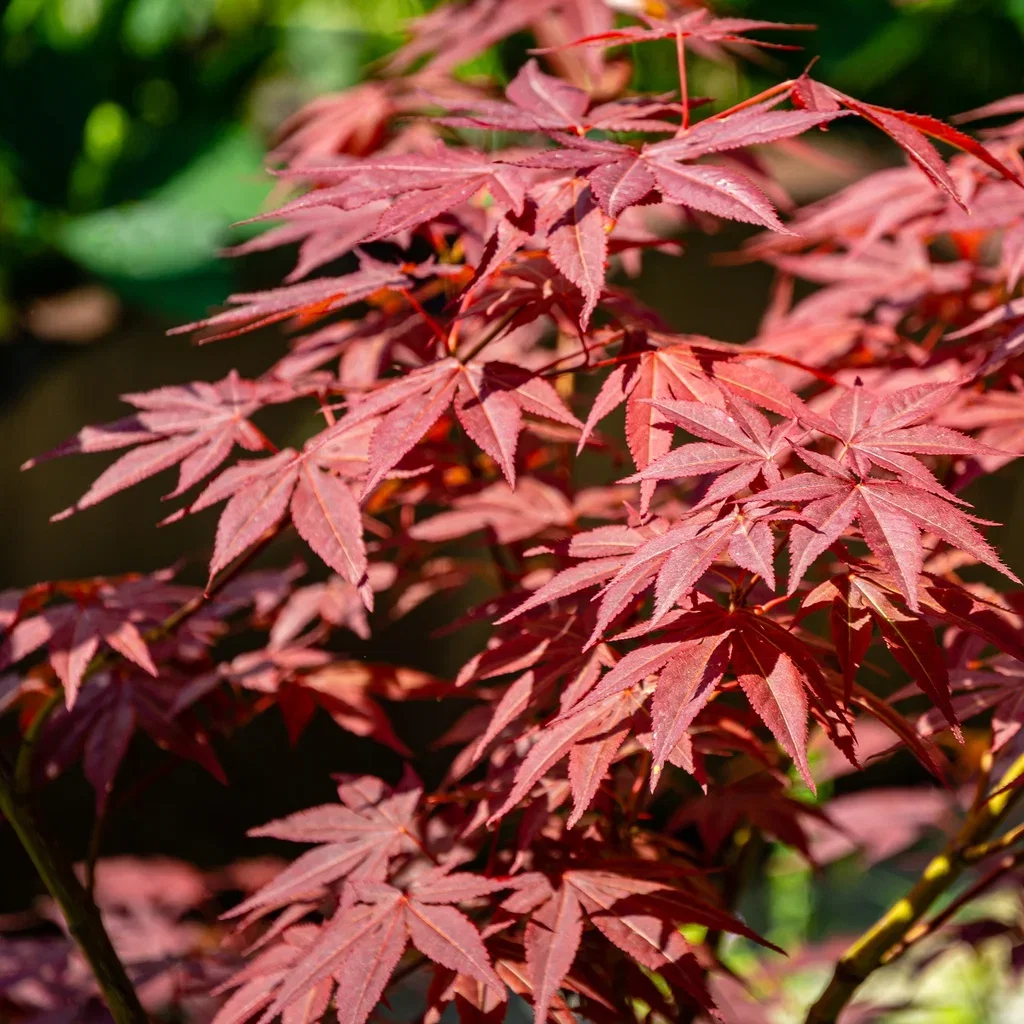 Japansk lönn 'Atropurpureum'