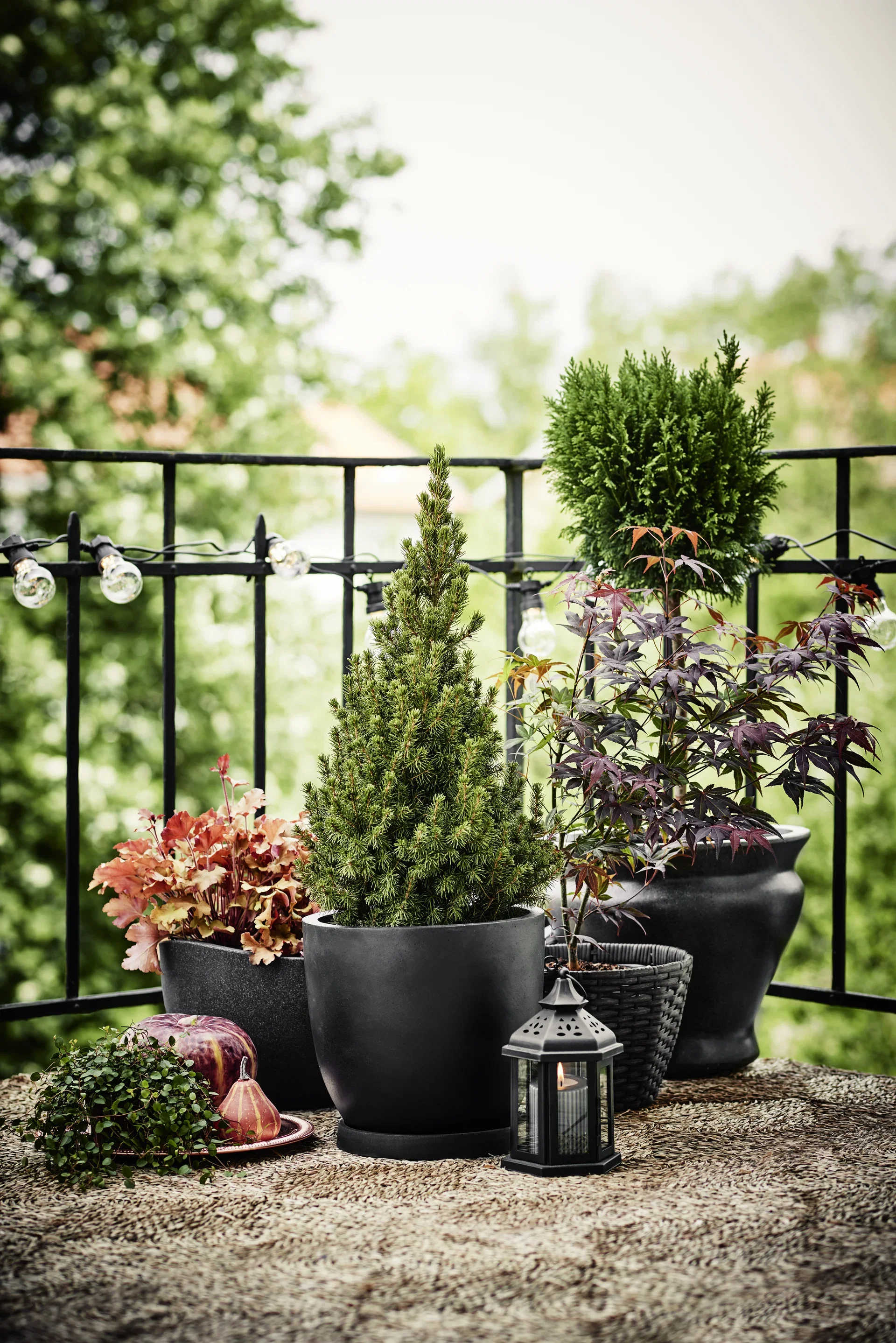 Japansk lönn 'Atropurpureum'