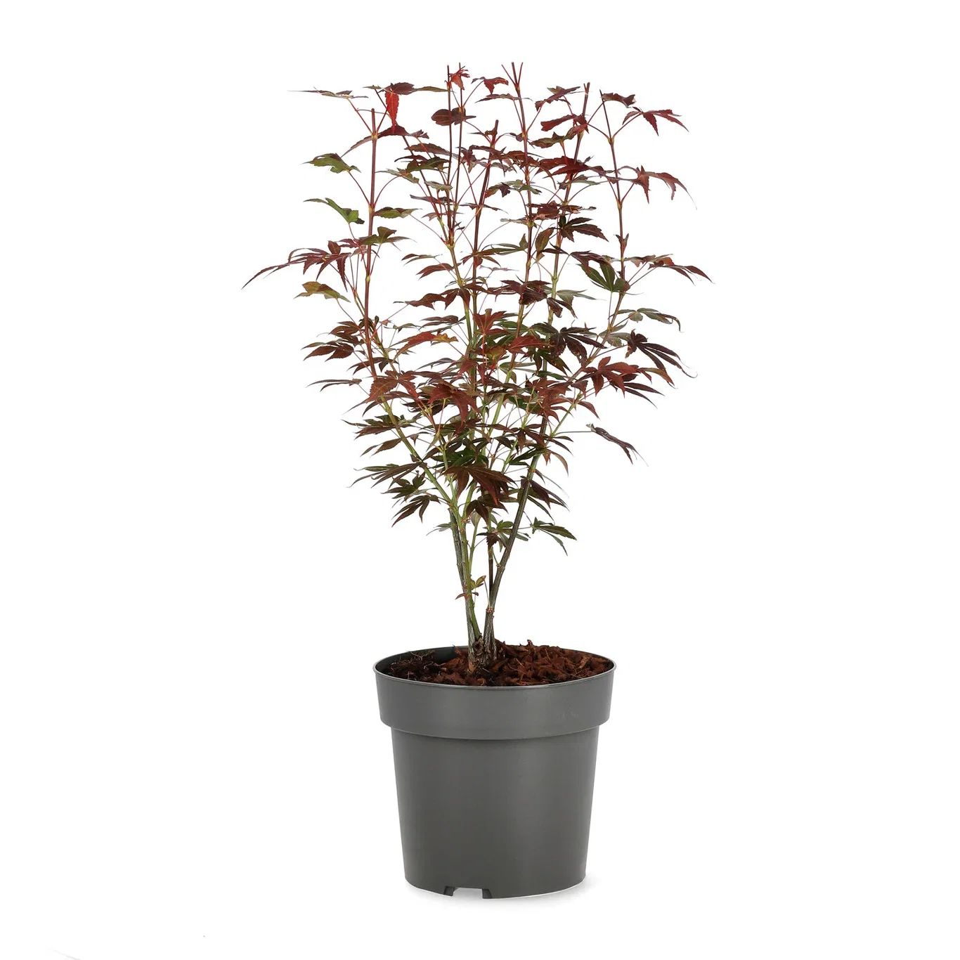 Japansk lönn 'Atropurpureum'