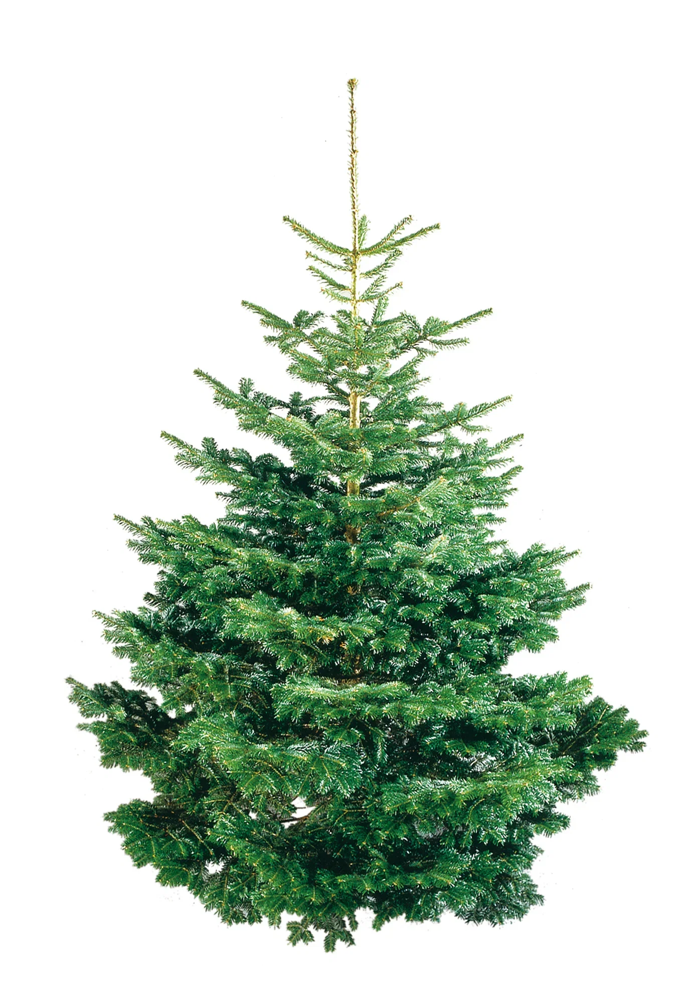 Kungsgran Excellent 190-220 cm