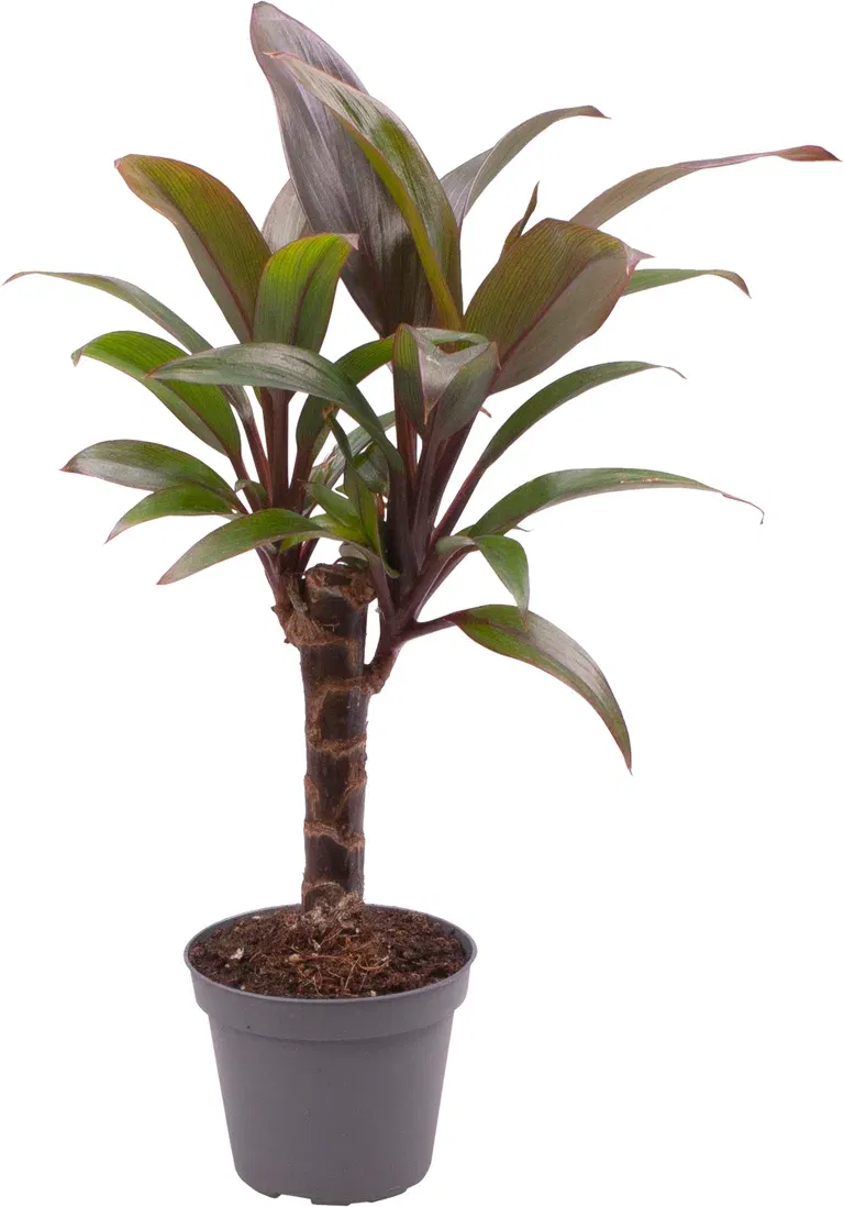 Bloddracena mini