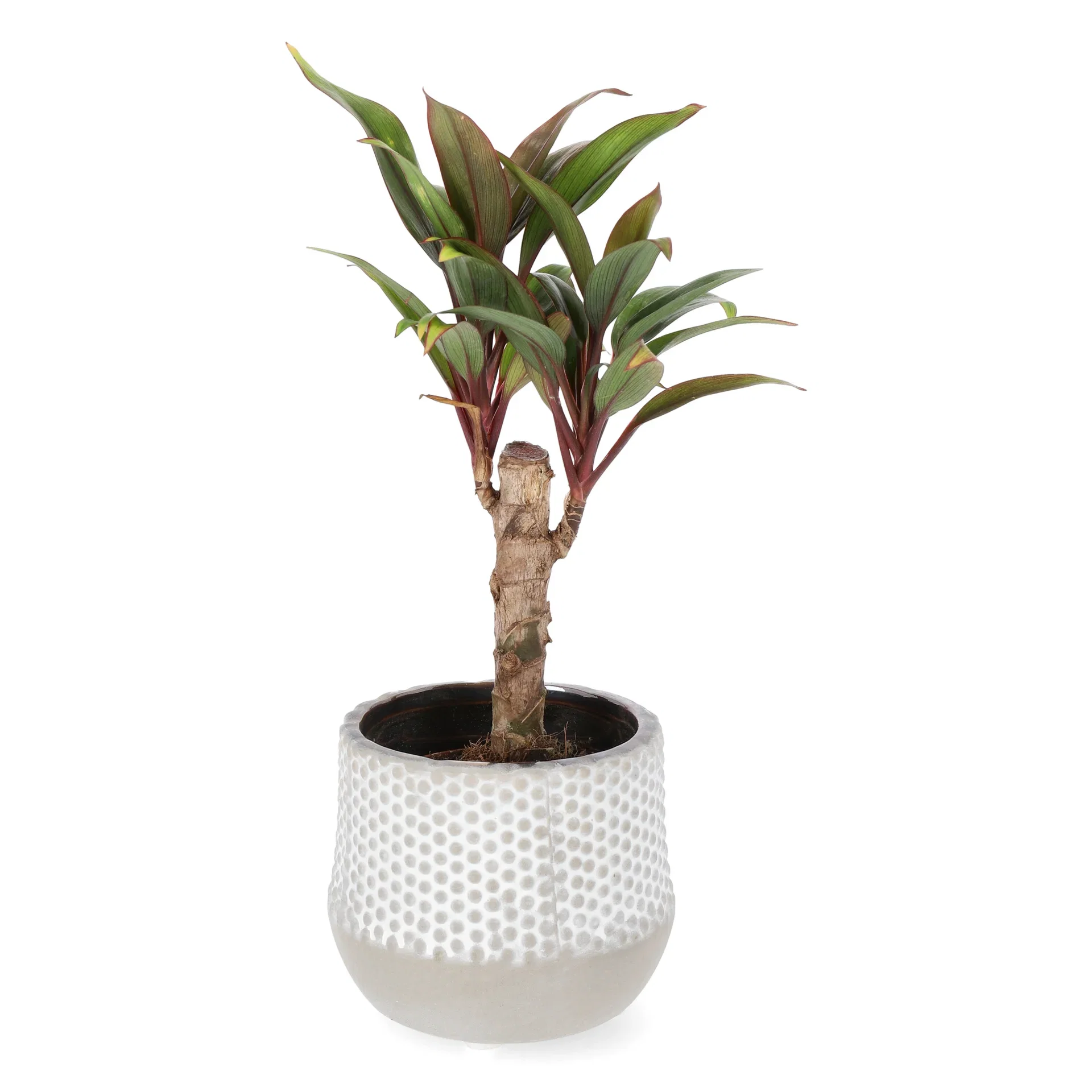 Bloddracena mini