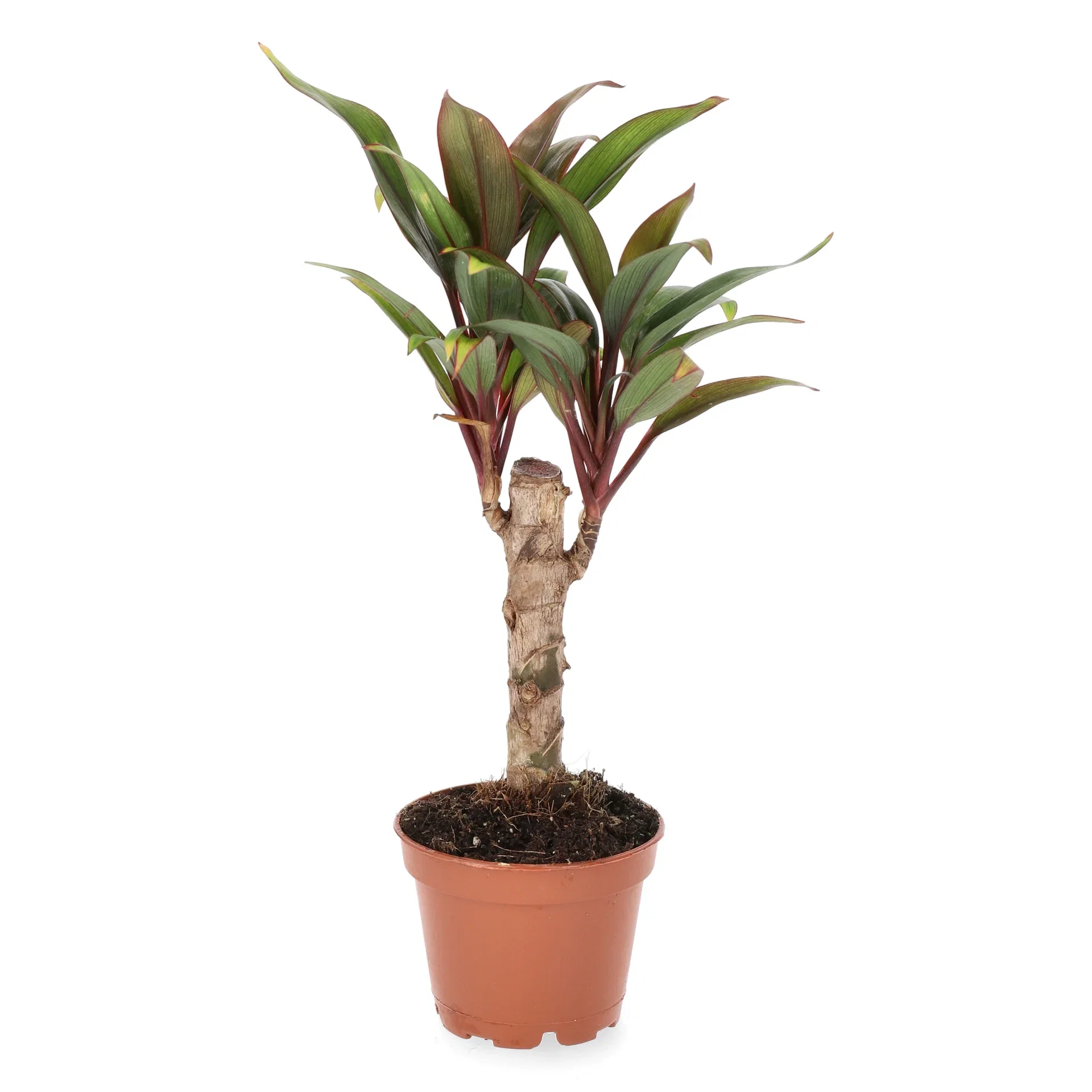 Bloddracena mini