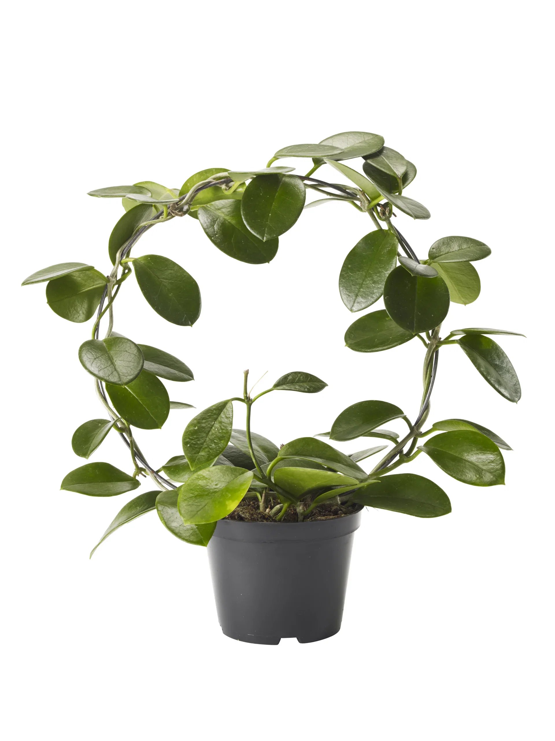 Porslinsblomma på båge