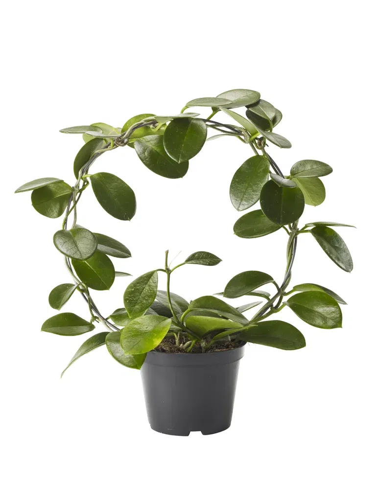 Porslinsblomma på båge