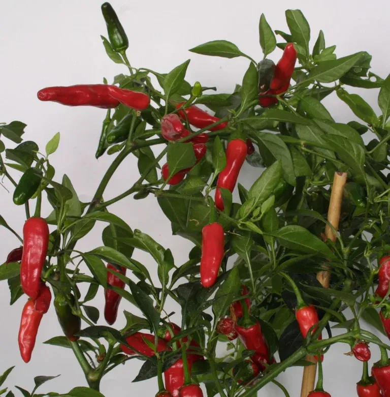 Chili 'Apache'