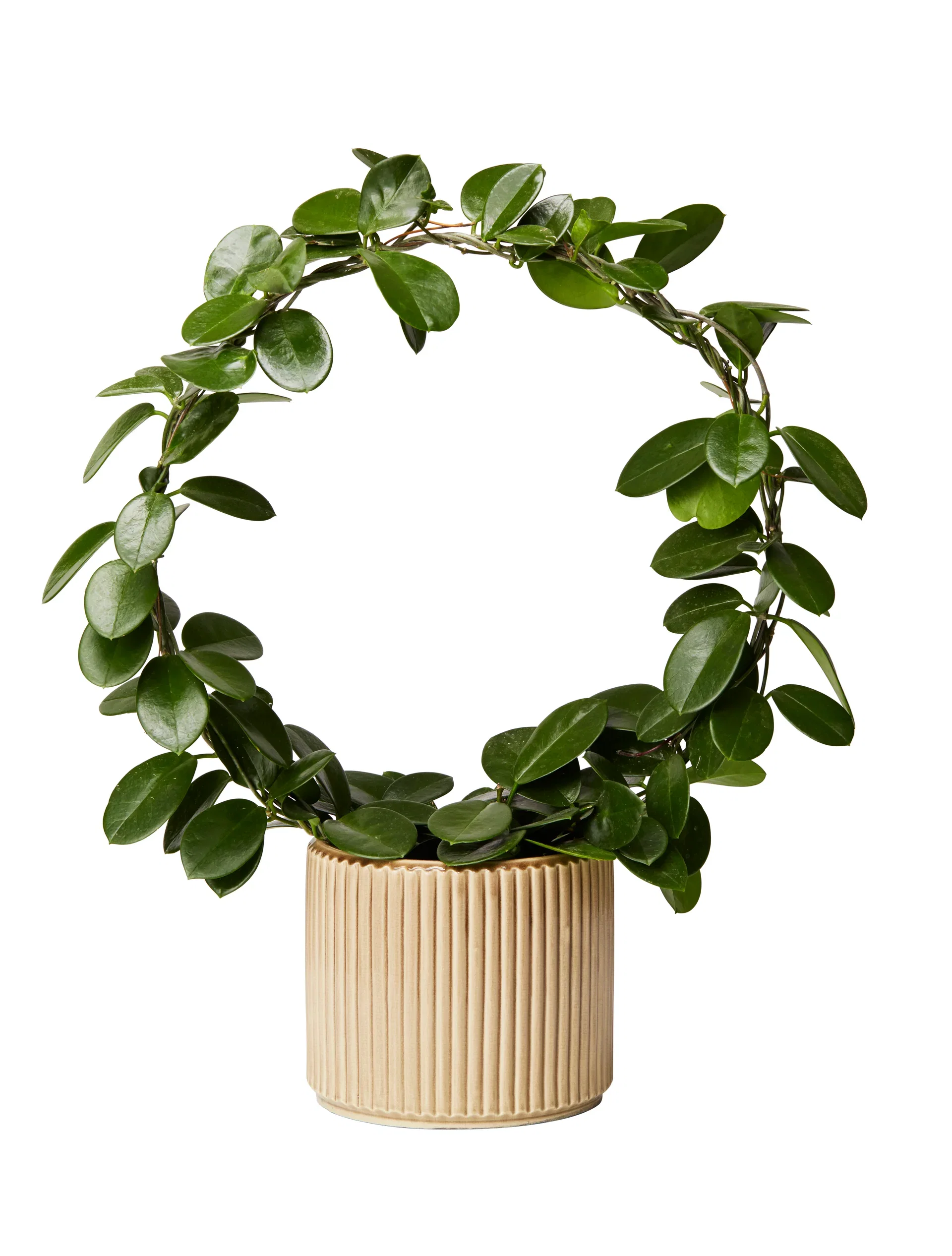 Porslinsblomma på båge